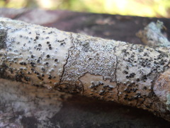 Lecanoromycetes