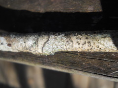 Lecanoromycetes