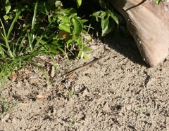 Aspidoscelis angusticeps angusticeps