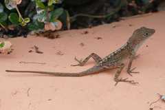Anolis