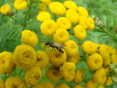 Philanthus bilunatus