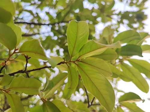 Diospyros decandra, 2023-04-16