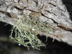 Lecanoromycetes