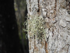 Lecanoromycetes