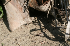 Aspidoscelis angusticeps angusticeps