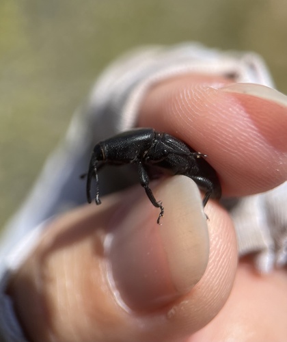 Yucca Weevil photo 4