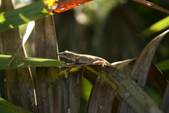 Anolis ustus