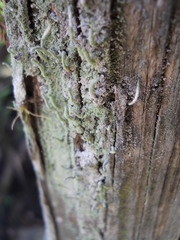 Lecanoromycetes