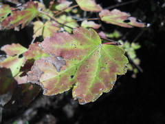 Acer rubrum