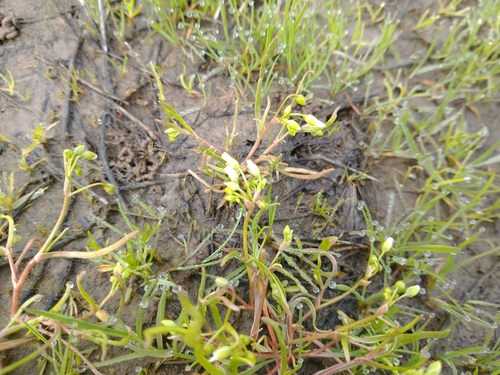 Image of Montia linearis by no rights reserved