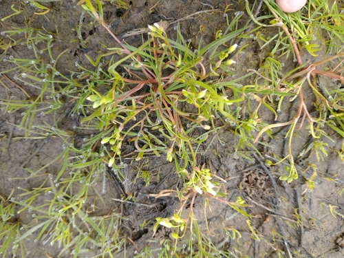 Image of Montia linearis by no rights reserved