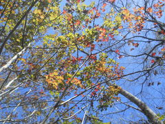 Acer rubrum
