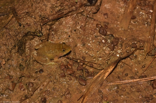 Crowned bullfrog