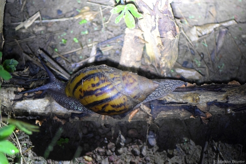 Giant Tiger Land Snail