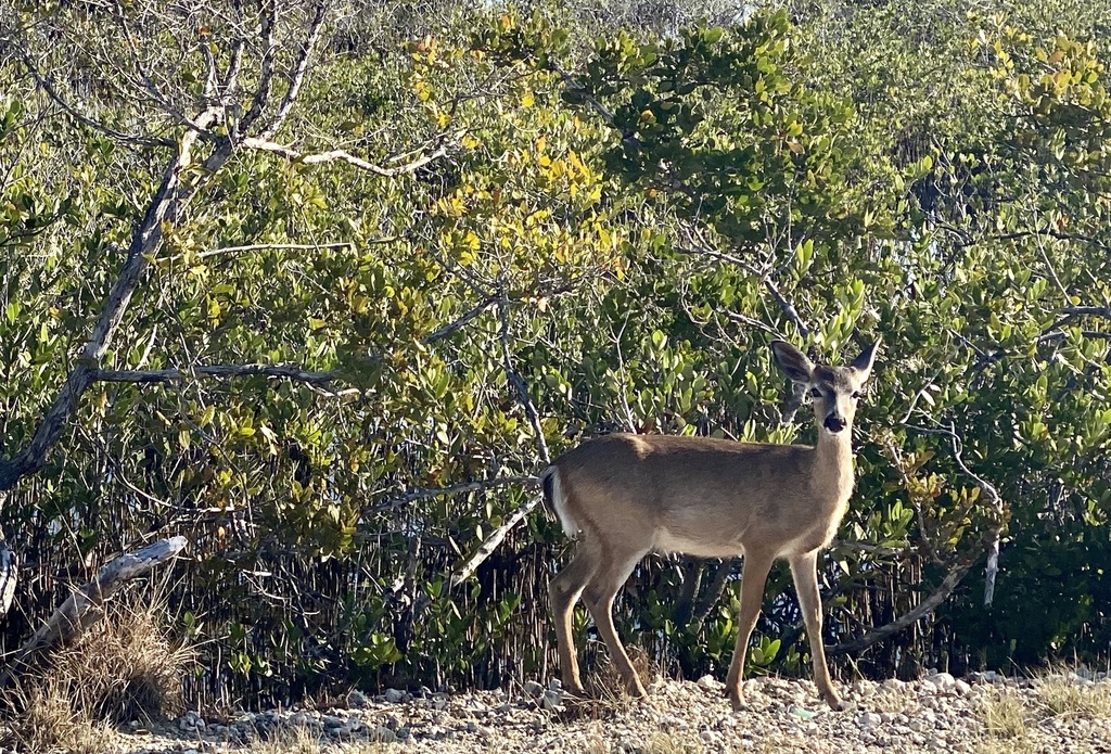 Key Deer from No Name Key, Big Pine Key, FL, US on April 15, 2023 at 08 ...