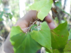 Mikania