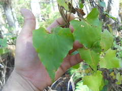 Mikania