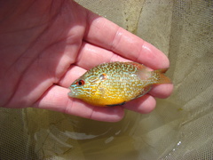 Lepomis peltastes