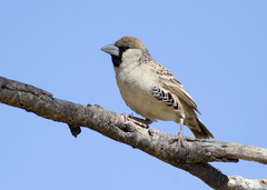 Sociable Weaver photo 1