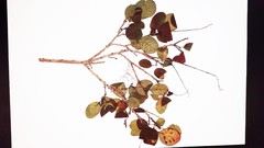 Cotinus obovatus