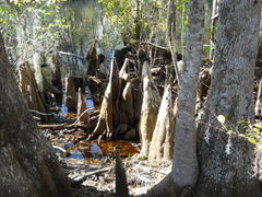 Taxodium distichum