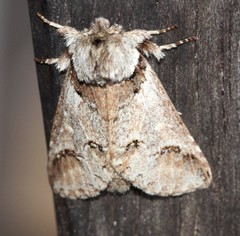 Antithemerastis acrobela