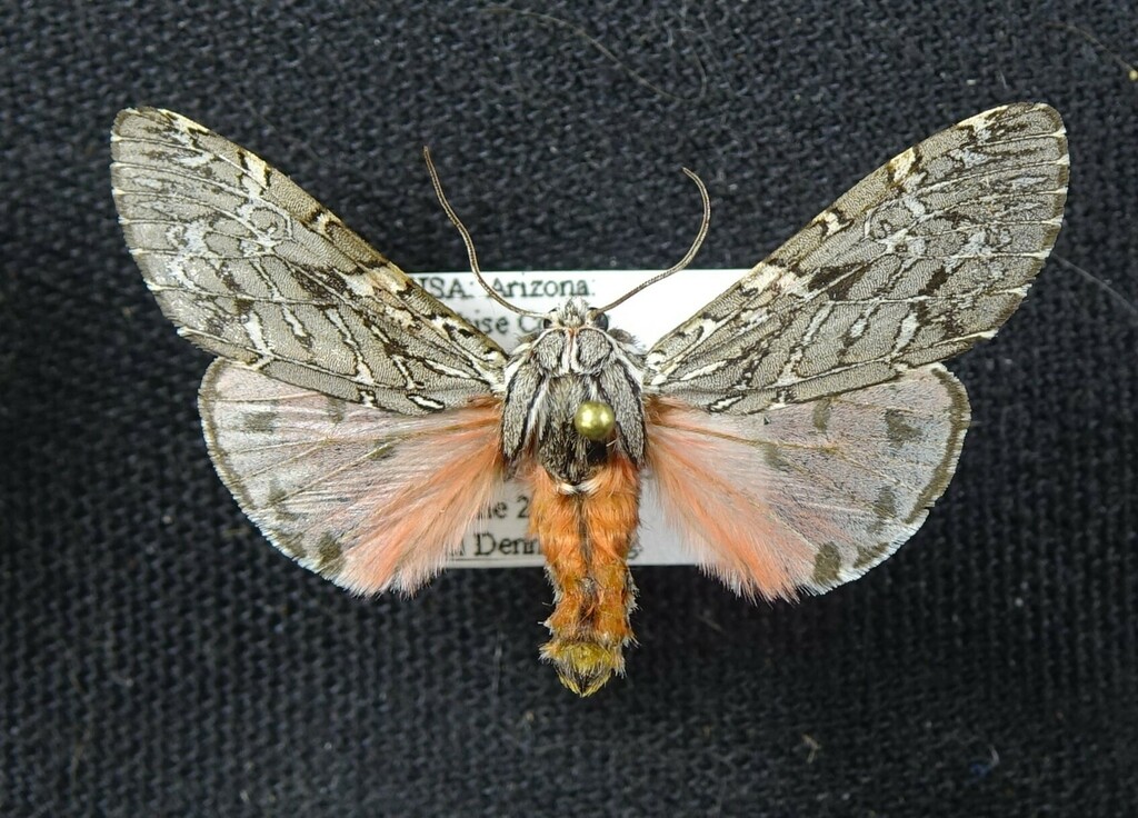 Arachnis nedyma