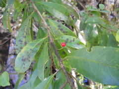 Capnodiales