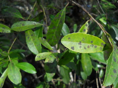 Capnodiales