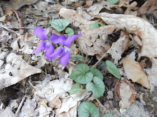 Image of Viola hirsutula by no rights reserved