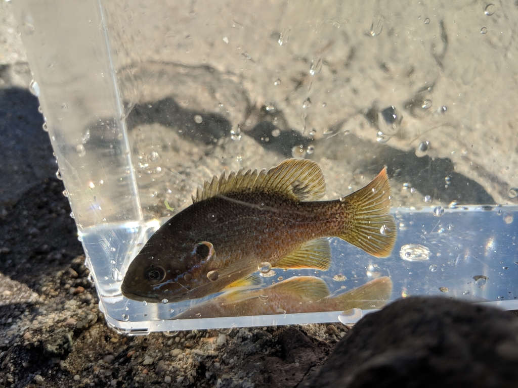 Details: Green Sunfish