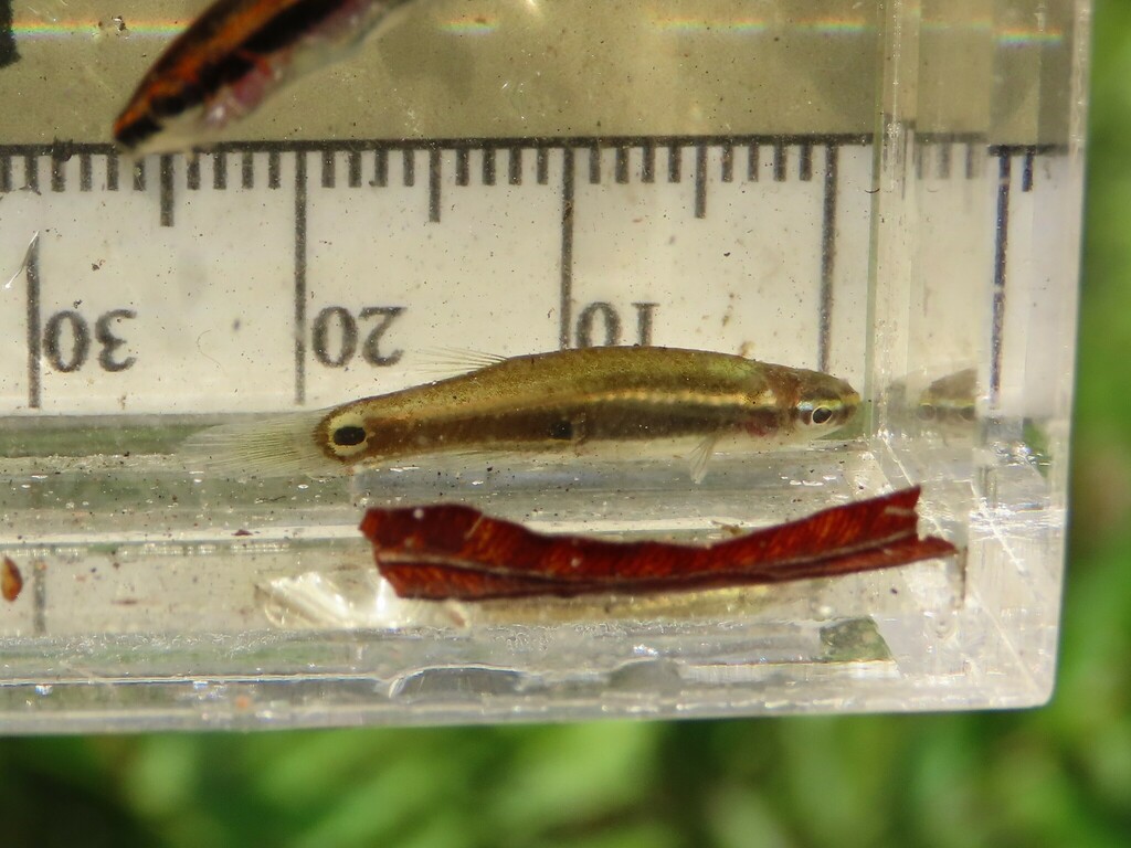 Pygmy Killifish