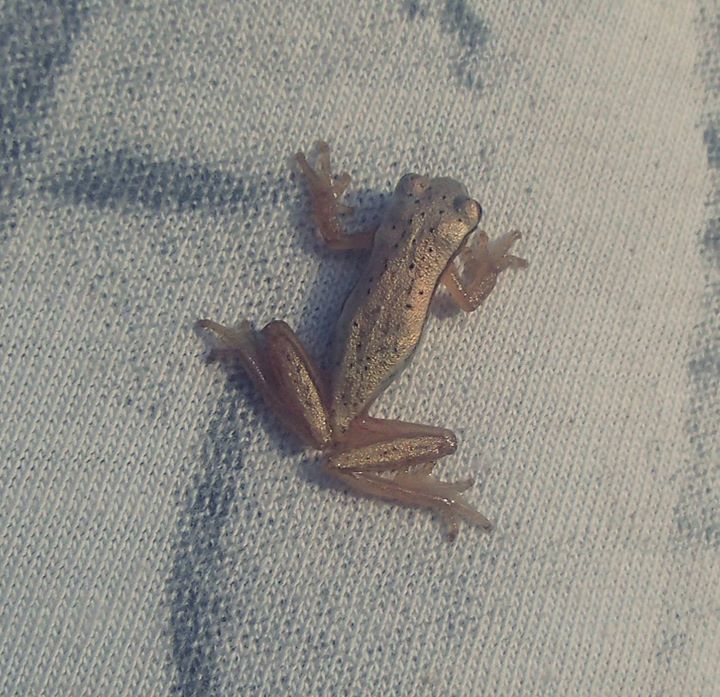 Sanborn's Treefrog