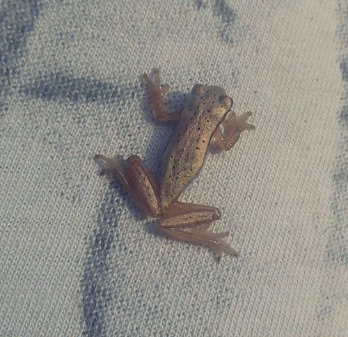 Sanborn's Treefrog