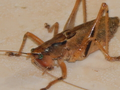 Parasubria vittipes