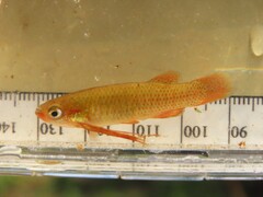 Redface Topminnow photo 3