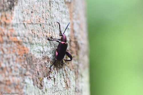 Sagra violacea