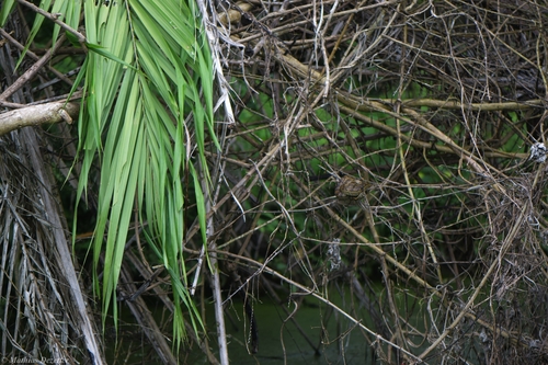 African Rock Python