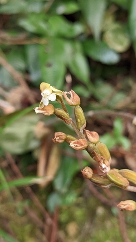 Image of Zeuxine nervosa by (c) 許文俊, some rights reserved (CC BY-SA)