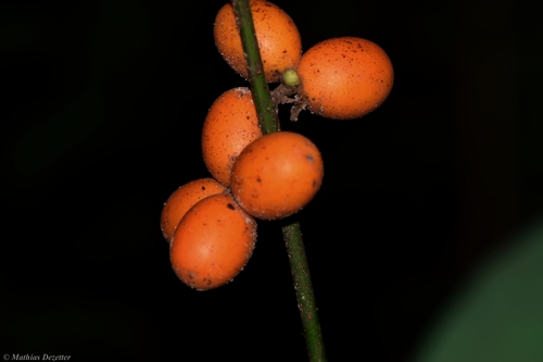 Sphenocentrum jollyanum