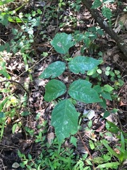 Toxicodendron radicans image