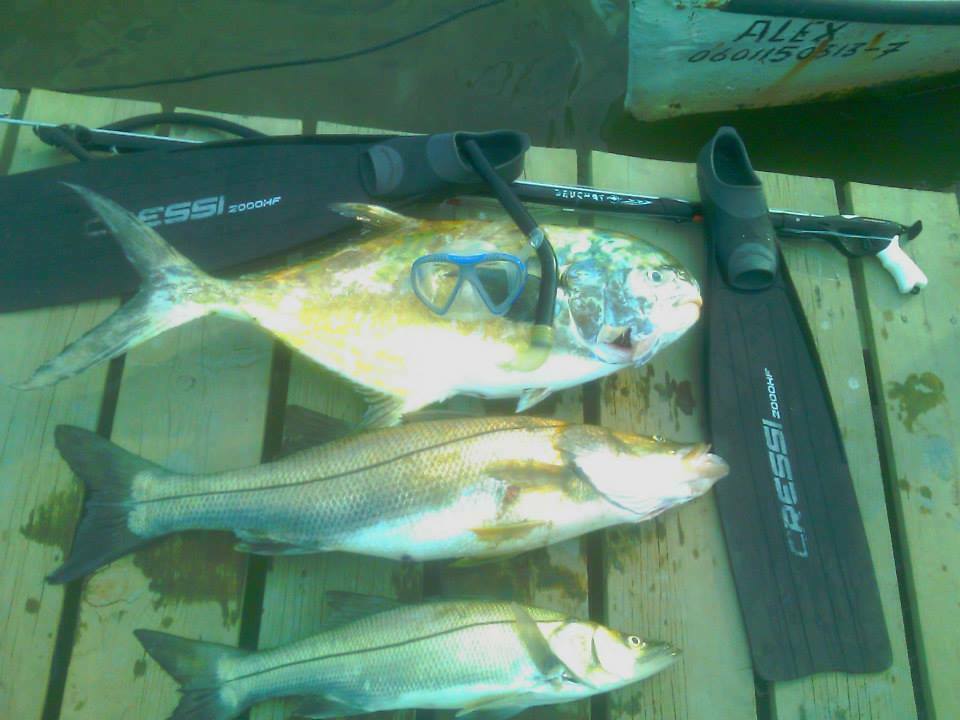 Blackblotch Pompano