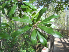 Morella cerifera