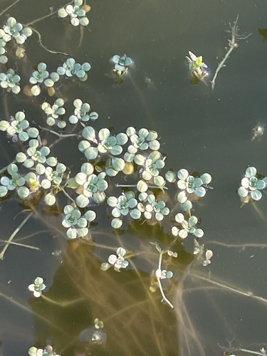Winged water-starwort (Callitriche marginata)