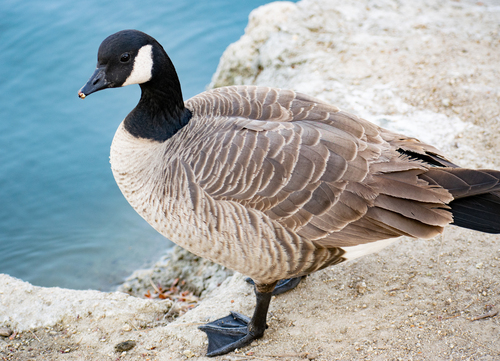 Cackling Goose