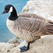 Cackling Goose - Photo (c) gvbox, some rights reserved (CC BY-NC), uploaded by gvbox