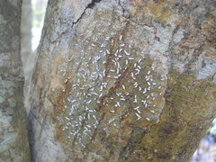 Lecanoromycetes
