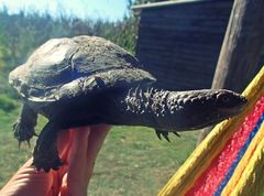 Acanthochelys spixii