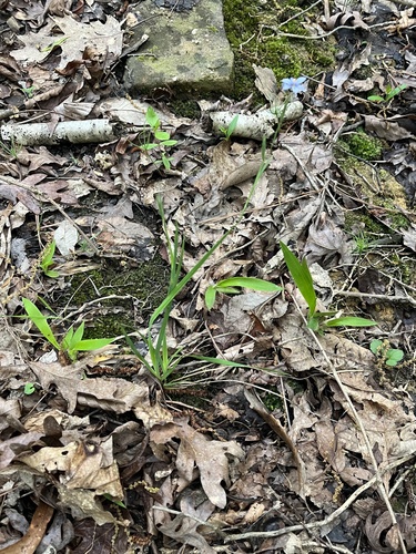 Sisyrinchium nashii, photograph 4