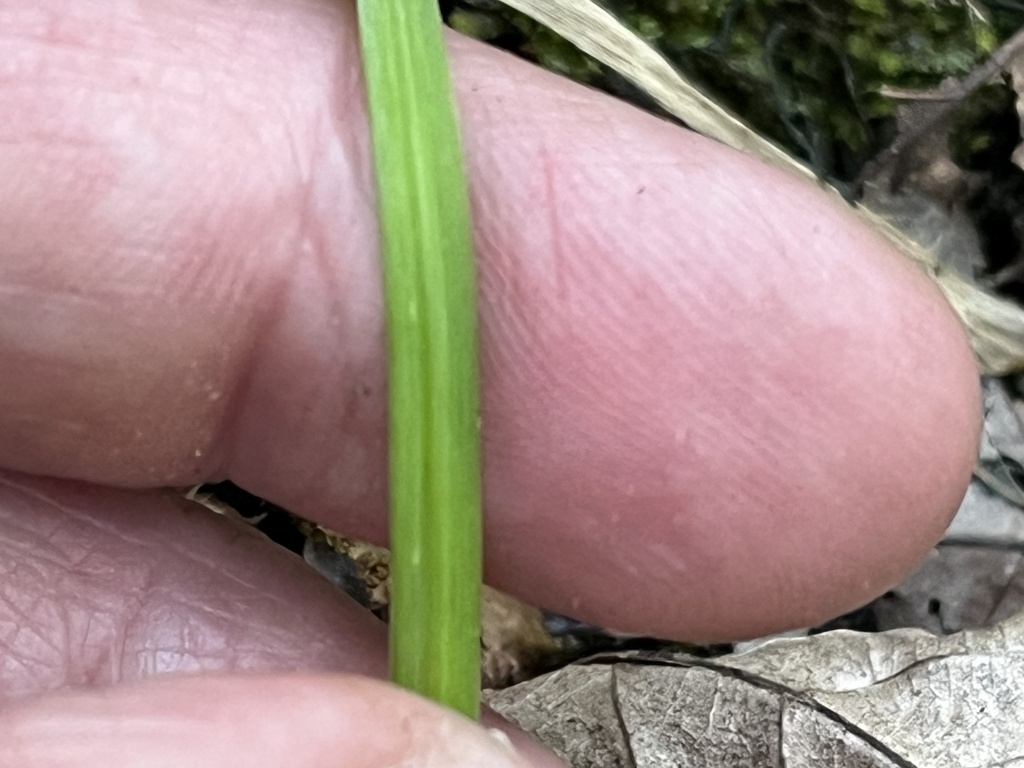 Sisyrinchium nashii; photograph (c) Brian Finzel, some rights reserved (CC BY-SA)